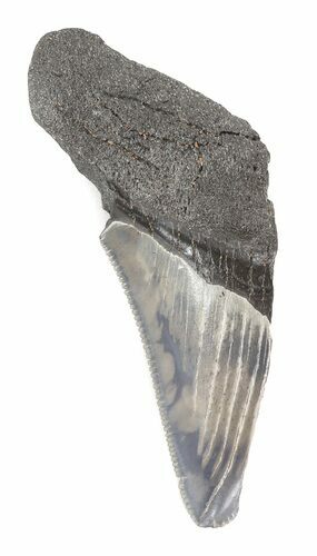 Partial, Serrated Megalodon Tooth - South Carolina #48385